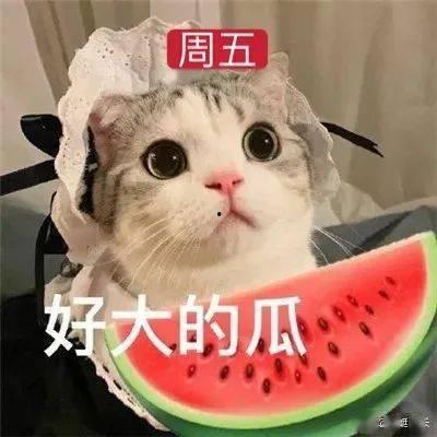 吃瓜娱乐的喵哥是谁啊视频,吃瓜娱乐界的神秘喵哥是谁？