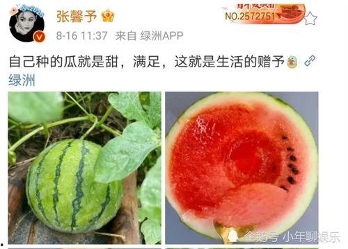 娱乐圈密集性吃瓜,瓜田李下，揭秘明星们的秘密花园