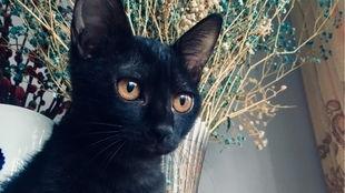 在线观看黑猫,暗夜之谜，在线观看揭示的惊悚悬疑之旅