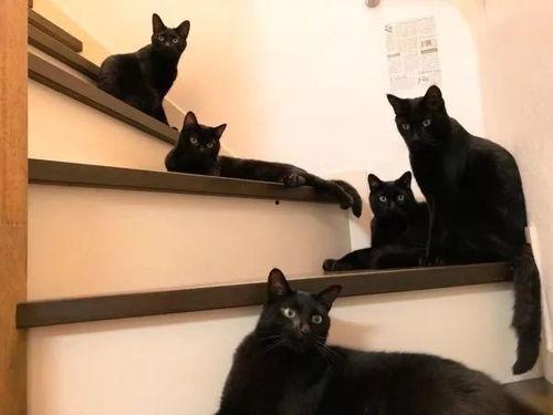 在线观看黑猫,暗夜之谜，在线观看揭示的惊悚悬疑之旅