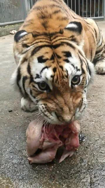 大虎在线观看,揭秘网络世界的热血传奇