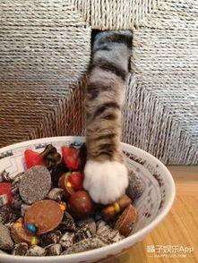 娱乐吃瓜酱猫咪视频大全,吃瓜酱视频大全欢乐盘点