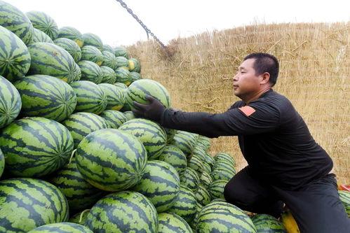 800在线观看西瓜,畅享海量影视资源，轻松观影新体验