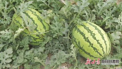 800在线观看西瓜,畅享海量影视资源，轻松观影新体验