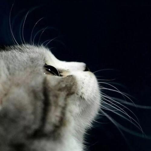 娱乐吃瓜猫咪视频大全,猫咪吃瓜视频大盘点