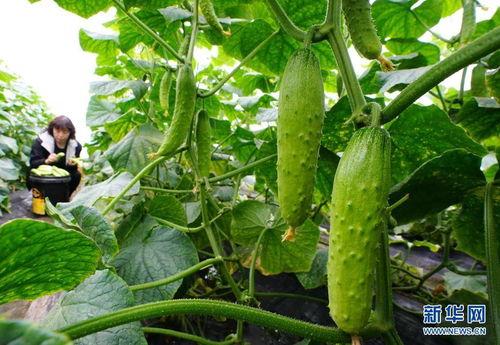 娱乐小葱花吃瓜视频大全,揭秘热门吃瓜视频大全