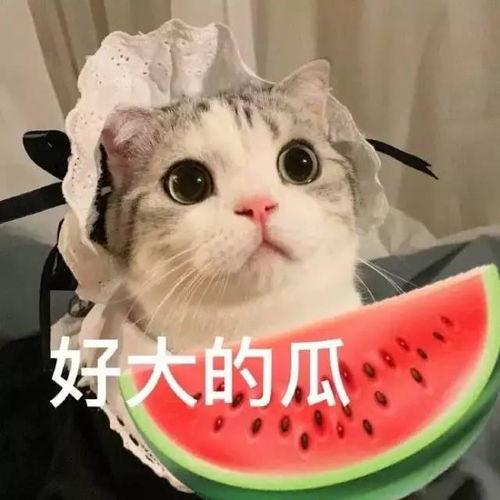 娱乐吃瓜君和罗小猫