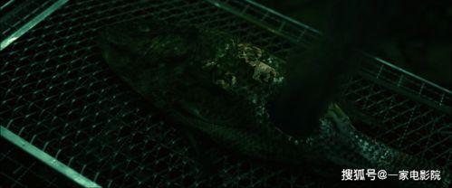 人面鱼在线观看,探寻神秘传说，揭秘水下奇遇