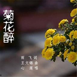 菊花醉在线观看