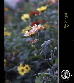 菊花醉在线观看